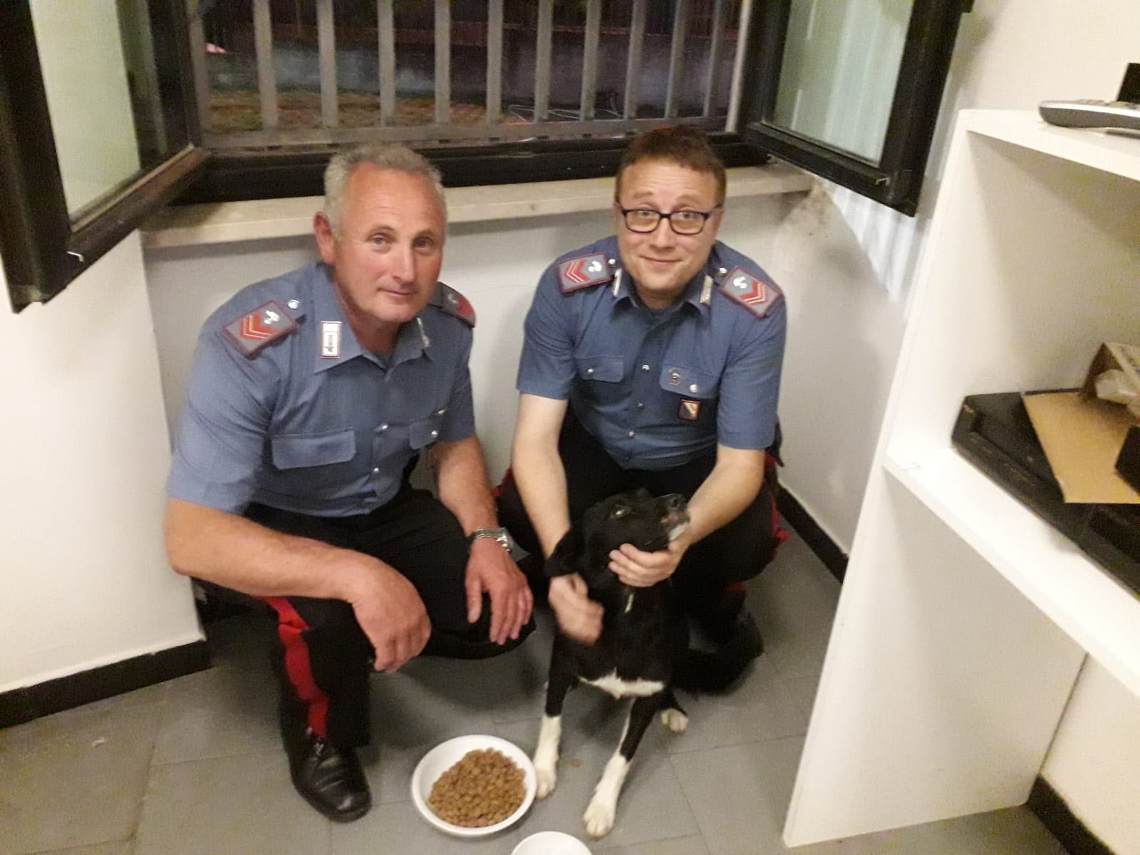 Cane abbandonato sulla Telesina, salvato dai Carabinieri