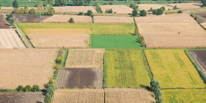 Agricoltura in difficoltà: cereali sotto pressione tra prezzi bassi e costi alti