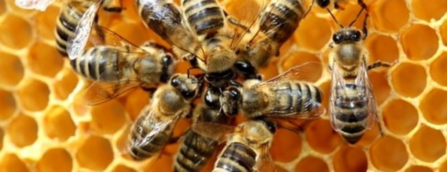 Produzione di miele in calo.Coldiretti: colpa dei cambiamenti climatici