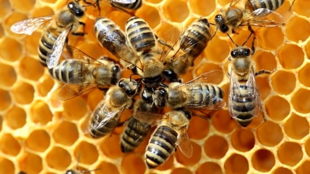Produzione di miele in calo.Coldiretti: colpa dei cambiamenti climatici