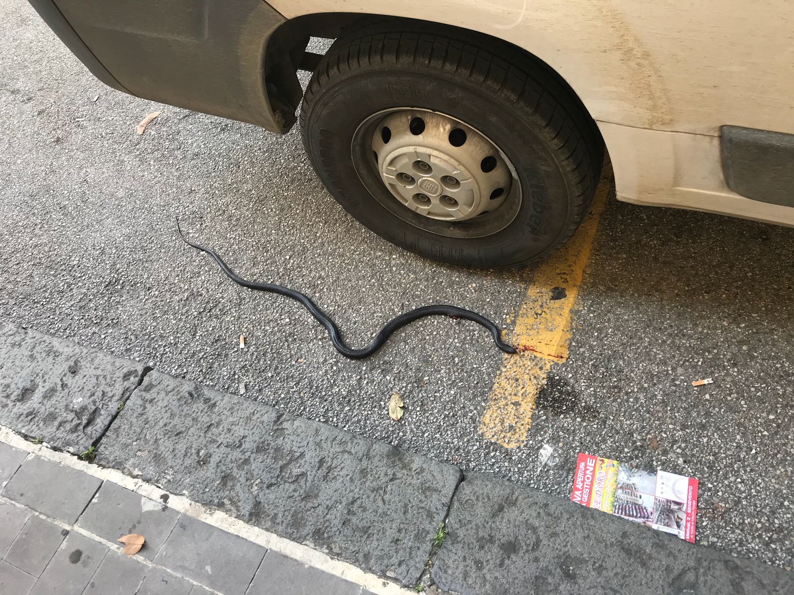 Benevento| Avvistata biscia lungo viale Mellusi/FOTO