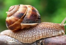 Oggi è la giornata della lentezza.Meno stress e più benessere