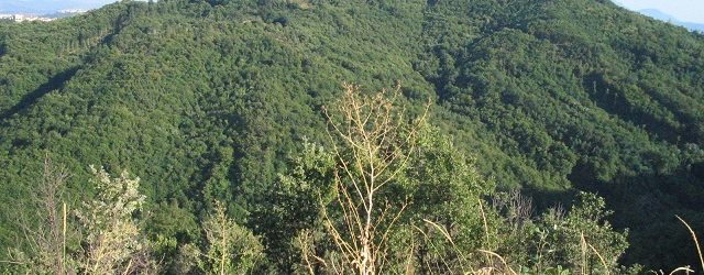 Montefusco| 69enne trovato senza vita nel bosco.Ipotesi suicidio