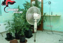 Caposele| Scoperta coltivazione di marijuana in una casa rurale, indagini in corso