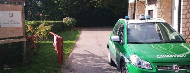 Mercogliano| Bosco trasformato in castagneto, denunciato 55enne