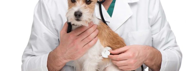 Benevento| Veterinari senza benzina, Coldiretti lancia l’allarme nel Sannio