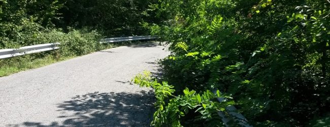 Provincia: risorse straordinarie per verde su strade provinciali