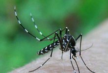 Benevento| Zanzara Tigre, massima allerta in Campania