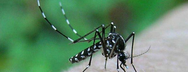 Benevento| Zanzara Tigre, massima allerta in Campania