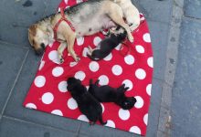 Benevento| Accattonaggio con cani,polizia municipale sequestra cucciolata