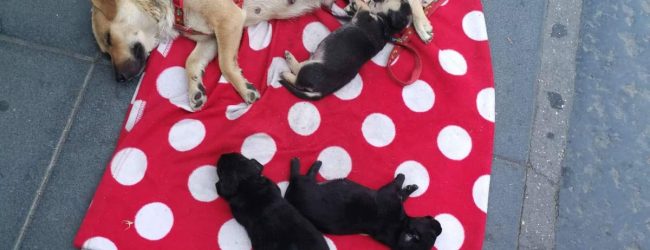 Benevento| Accattonaggio con cani,polizia municipale sequestra cucciolata