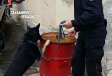 Lioni| Nasconde la marijuana in cucina e in garage, ma non sfugge al fiuto di Gero