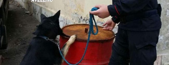 Lioni| Nasconde la marijuana in cucina e in garage, ma non sfugge al fiuto di Gero