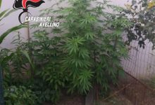 Flumeri| Marijuana coltivata in giardino, due arresti