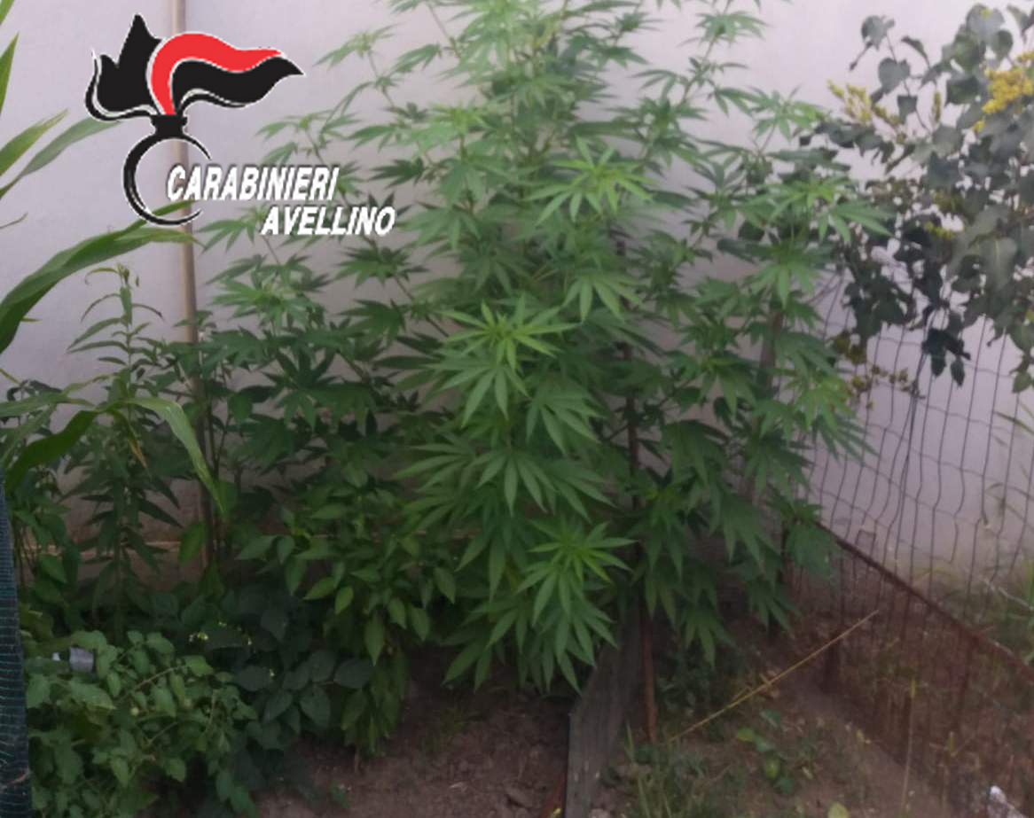 Flumeri| Marijuana coltivata in giardino, due arresti
