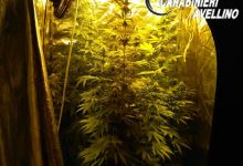 Calitri| Marijuana coltivata in un ripostiglio, nei guai un 20enne