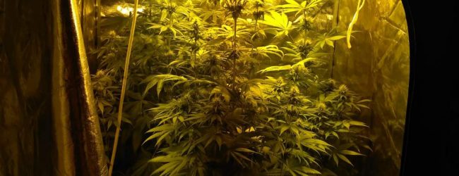 Calitri| Marijuana coltivata in un ripostiglio, nei guai un 20enne