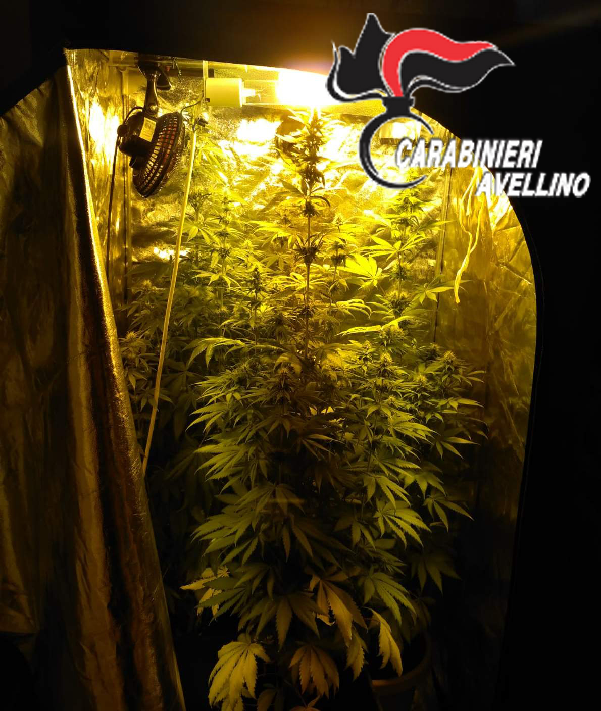 Calitri| Marijuana coltivata in un ripostiglio, nei guai un 20enne