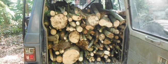Airola| Ruba legna nel Parco Regionale del Partenio,arrestato pluripregiudicato