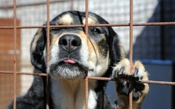 Sant’Angelo a Cupolo, l’opposizione accusa: “Randagismo e cani liberi, l’Amministrazione è assente”
