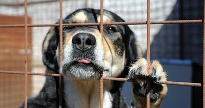 Sant’Angelo a Cupolo, l’opposizione accusa: “Randagismo e cani liberi, l’Amministrazione è assente”