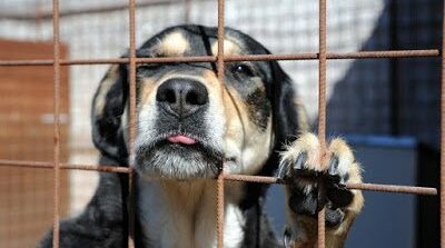 Montoro| Deteneva 39 cani in piccole gabbie senza alcuna protezione, donna denunciata e sanzionata