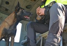 Apice| Scomparsa Raja il cane dei Vigili del Fuoco che salvò i fratellini nel terremoto di Ischia