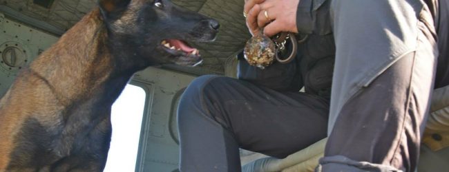 Apice| Scomparsa Raja il cane dei Vigili del Fuoco che salvò i fratellini nel terremoto di Ischia