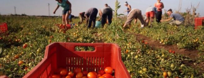 Pomodori, al via il primo raccolto “etichettato”