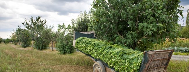 Sigaro Toscano: al via raccolta del tabacco Kentucky