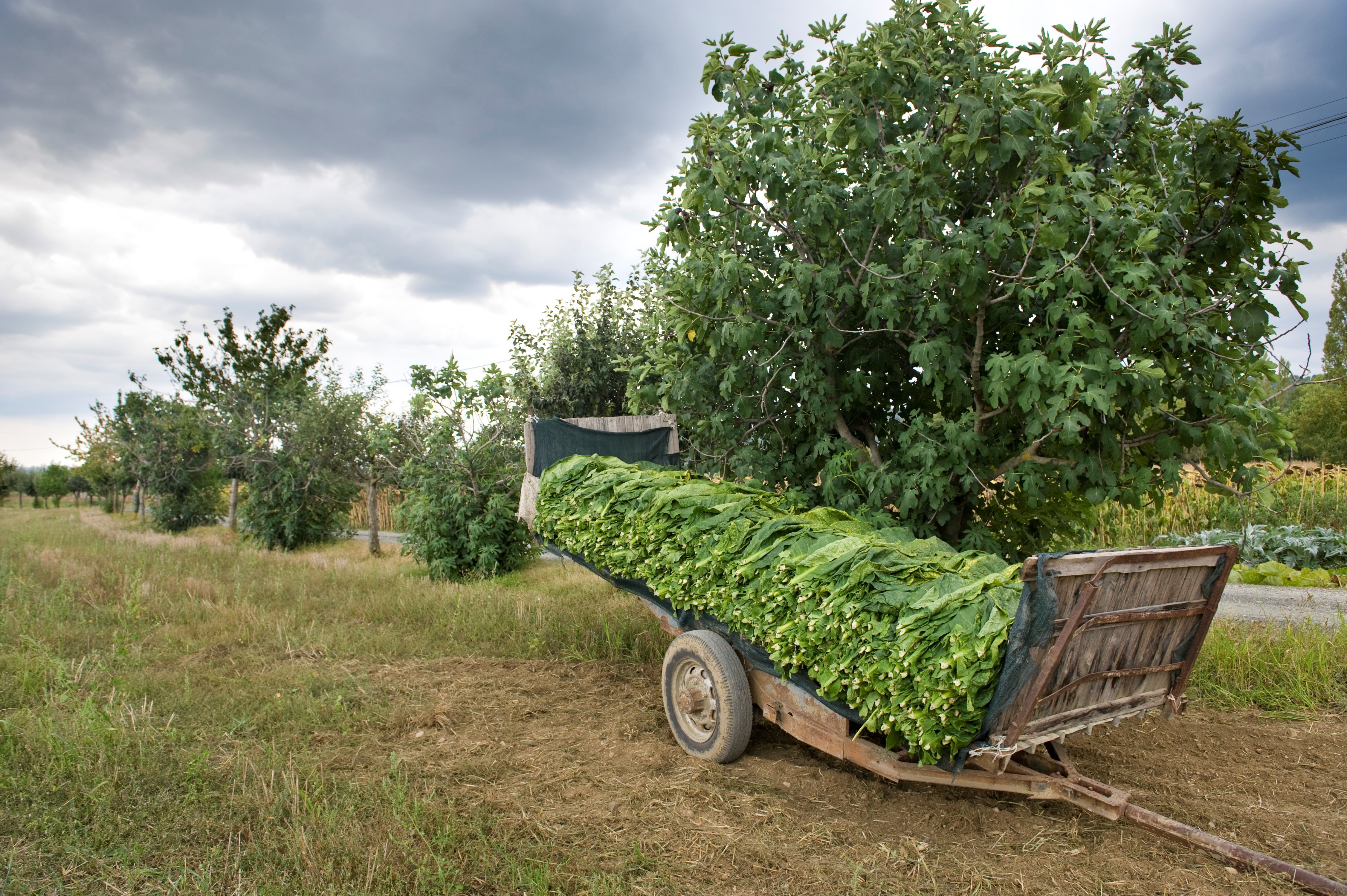 Sigaro Toscano: al via raccolta del tabacco Kentucky
