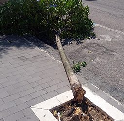 Benevento| Ancora emergenza alberi a Benevento