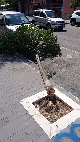 Benevento| Ancora emergenza alberi a Benevento