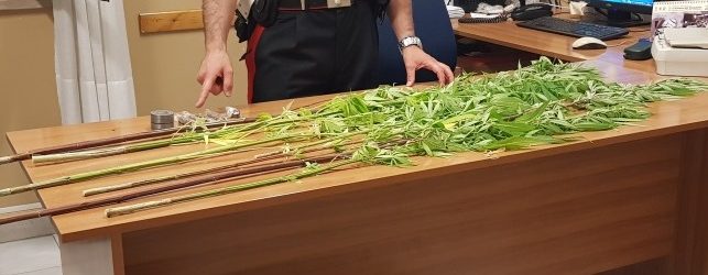 Droga a Calvi, due giovani ai domiciliari