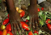 Caporalato, Coldiretti: si paga di più la bottiglia del pomodoro