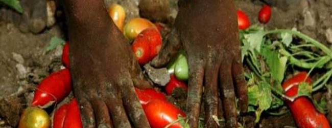 Caporalato, Coldiretti: si paga di più la bottiglia del pomodoro