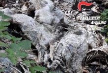 Volturara Irpina| Carcasse di ovini ritrovate in un dirupo, indagano i carabinieri