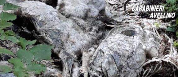 Volturara Irpina| Carcasse di ovini ritrovate in un dirupo, indagano i carabinieri