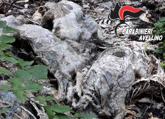Volturara Irpina| Carcasse di ovini ritrovate in un dirupo, indagano i carabinieri
