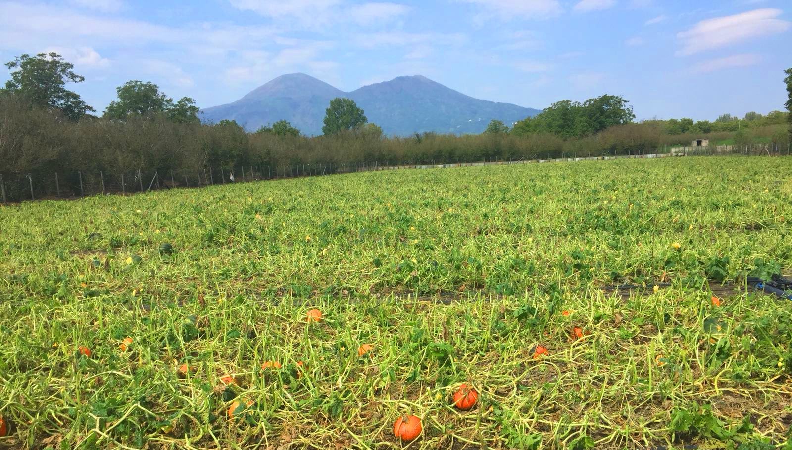 Crisi agricola nel Sannio, De Leonardis lancia l’allarme. “Senza interventi urgenti, rischiamo di assistere al collasso di diverse aziende del settore primario”