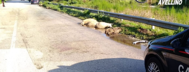 Cervinara| Gregge abbandonato sulla statale Appia investito da un’auto