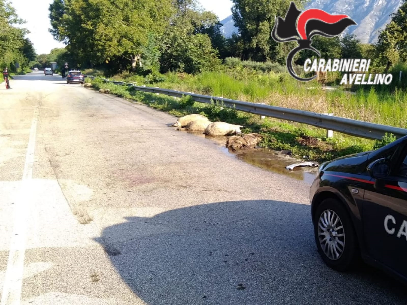 Cervinara| Gregge abbandonato sulla statale Appia investito da un’auto