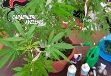 Avellino| Coltivava marijuana sul terrazzo, denunciato 25enne