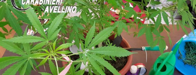 Avellino| Coltivava marijuana sul terrazzo, denunciato 25enne