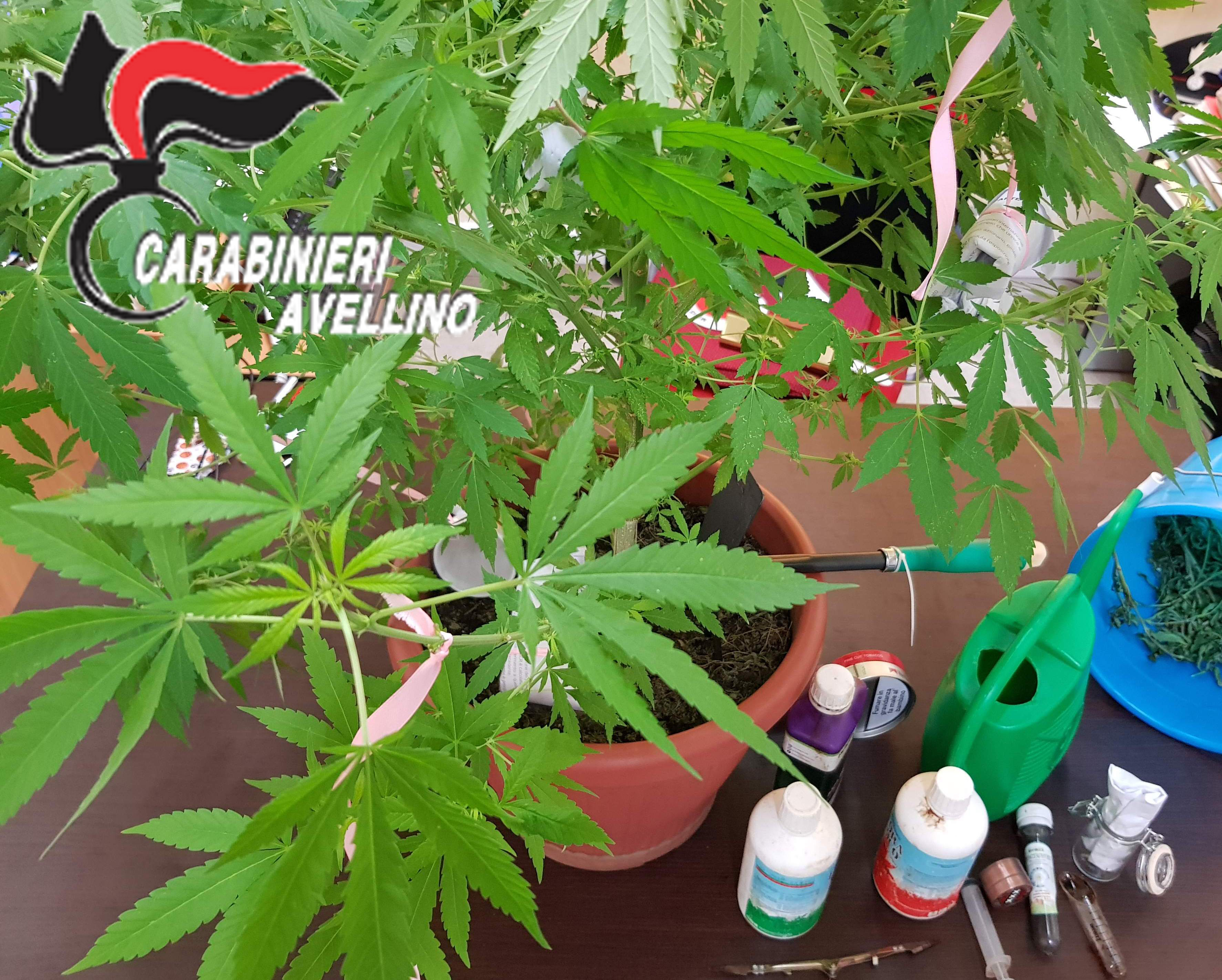 Avellino| Coltivava marijuana sul terrazzo, denunciato 25enne