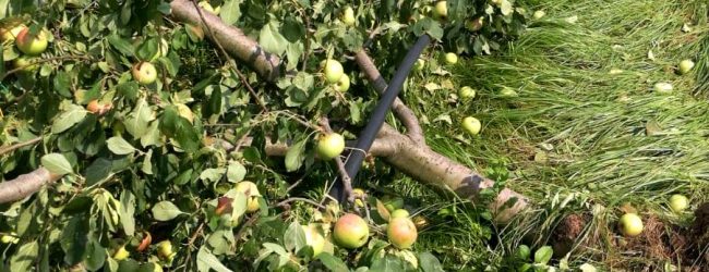 Agosto pazzo, Coldiretti Campania: nubifragi e grandine colpiscono frutta e ortaggi in pieno campo