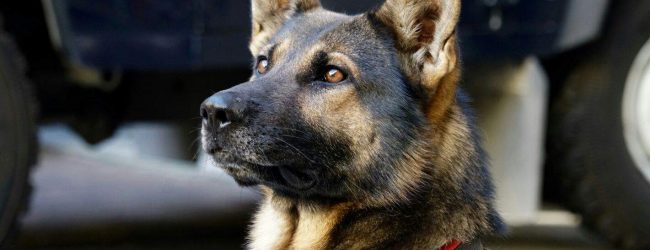 Torella dei Lombardi| L’hashish in cameretta non sfugge al fiuto di Pirat, arrestato 36enne