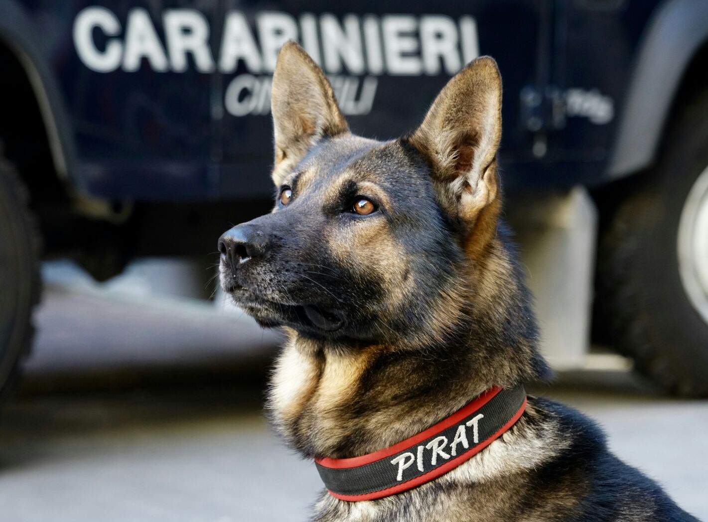 Torella dei Lombardi| L’hashish in cameretta non sfugge al fiuto di Pirat, arrestato 36enne