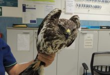 Benevento| LIPU salva poiana ma lancia l’allarme sul trasporto di animali selvatici