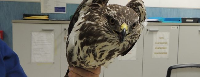 Benevento| LIPU salva poiana ma lancia l’allarme sul trasporto di animali selvatici